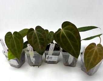 Anthurium Papillilaminum Fort Sherman X ( FS X Ralph Lynam), Exact