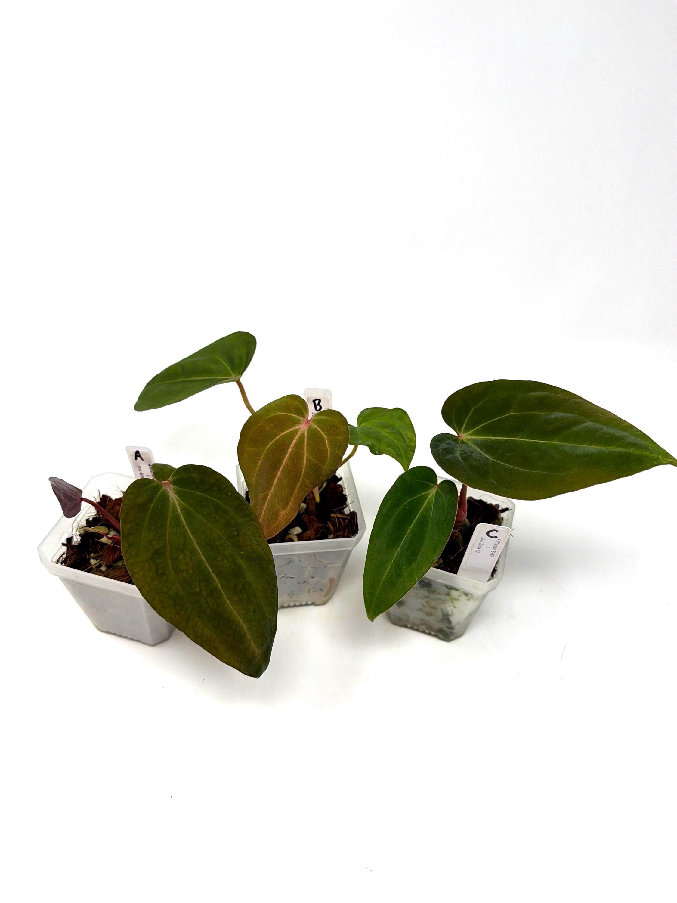 large hanging planter Large Hanging Planter  FLOWERKRAUT