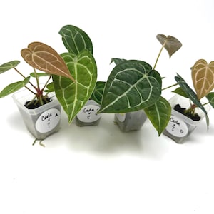 Anthurium Carlablackiae GPH001 self x open pollinated