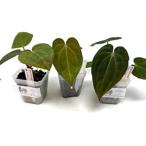 Anthurium Red Vein Dark Phoenix - Etsy