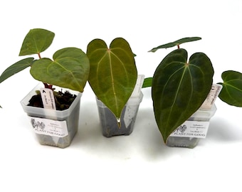 Anthurium Antolakii (BVEP) X Doc Block F2