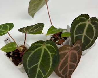 Anthurium KOS X Red Crystal - Large Seedling - Etsy