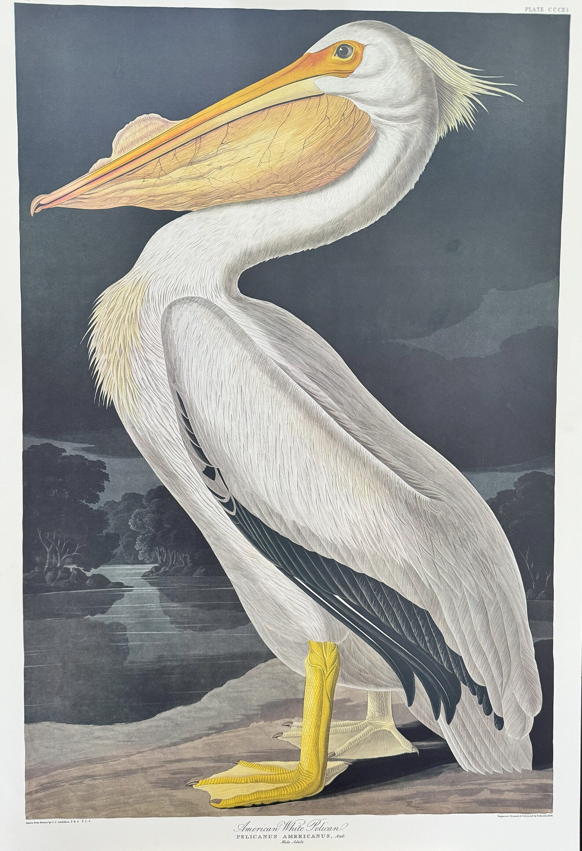Vintage Bird Audubon Lithograph Print: American White Pelican - Etsy