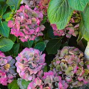 Alcatraz Hydrangeas
