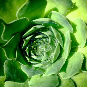 Sunny Succulent