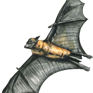 Impresión artística en tinta y acuarela de murciélago volador