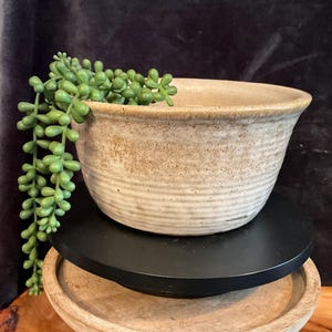 May include: A white ceramic bowl with a textured, rippled surface. The bowl is sitting on a wooden surface and has a green succulent plant inside.