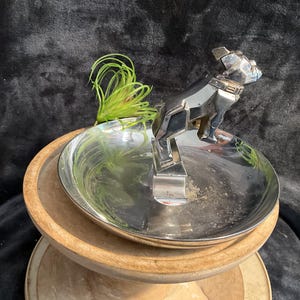 Op de afbeelding: Een zilverkleurig metalen bulldogbeeldje bovenop een kleine, ronde, zilveren schaal. De schaal staat op een houten voetstuk met een lichtbruine afwerking. Links van de schaal staat een groene plant.