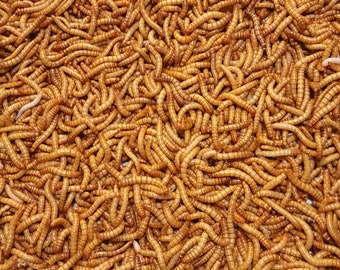 Predator Foods Mealworms