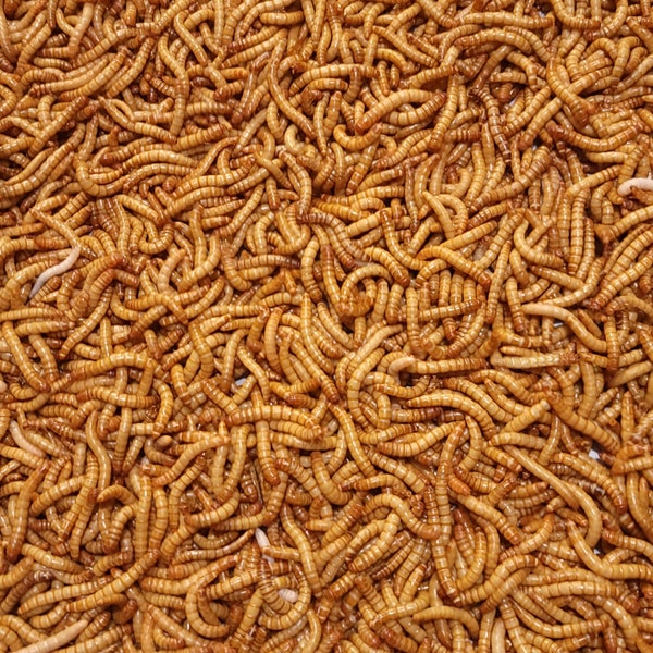 Predator Foods Mealworms