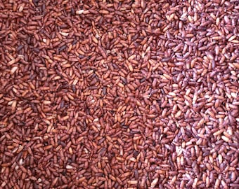 Predator Foods Darkling Beetles (Mealworm Beetles)