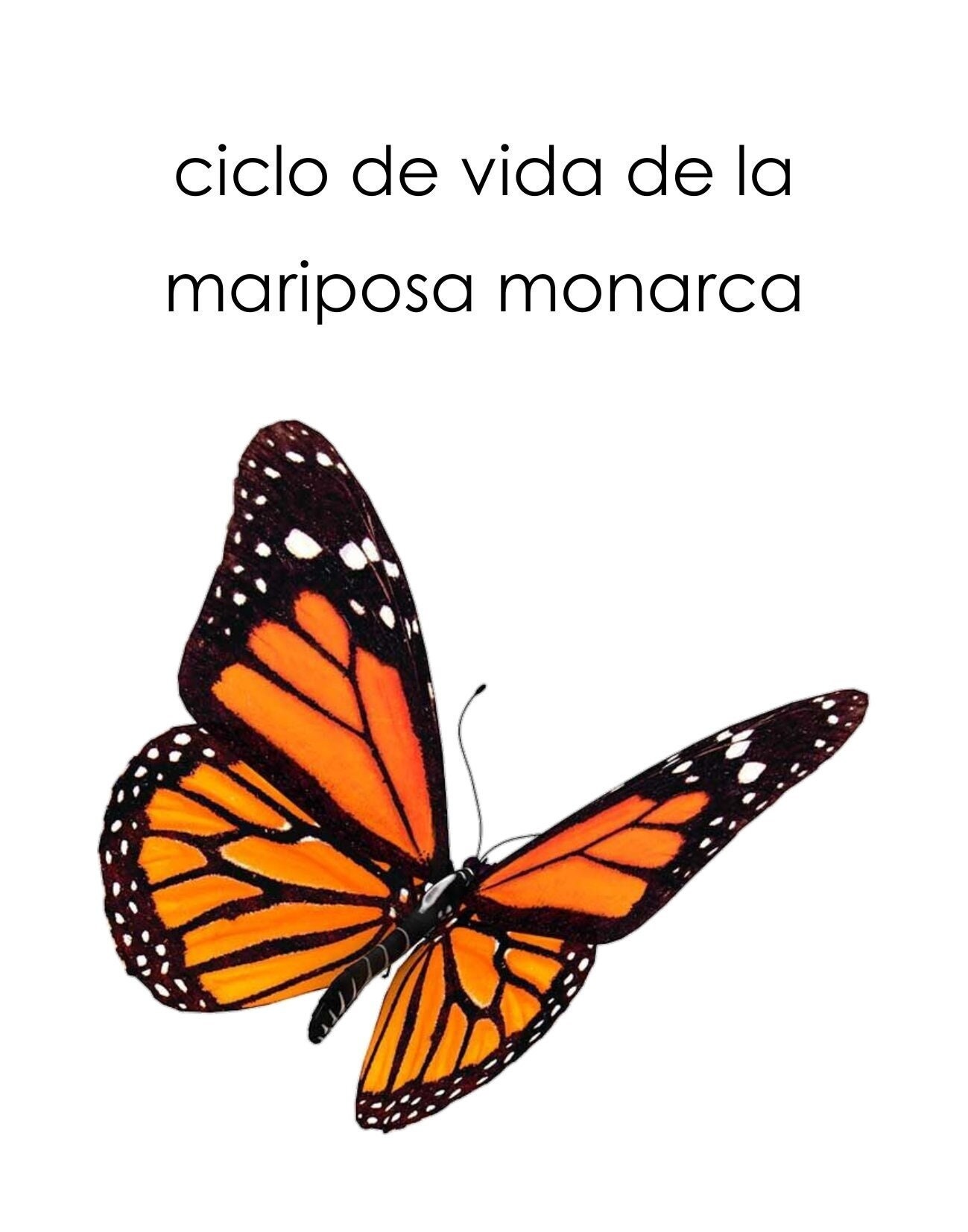 Ciclo De Vida Mariposa Monarca Etsy Canada protect-your-phone-with-cute-wallpapers