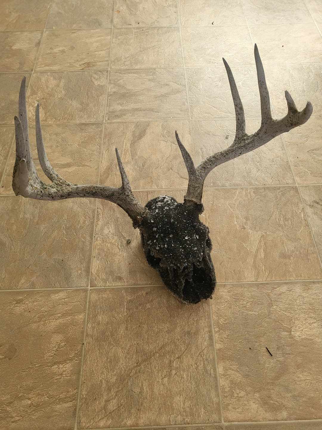 Black Crystal Deer Skull Etsy