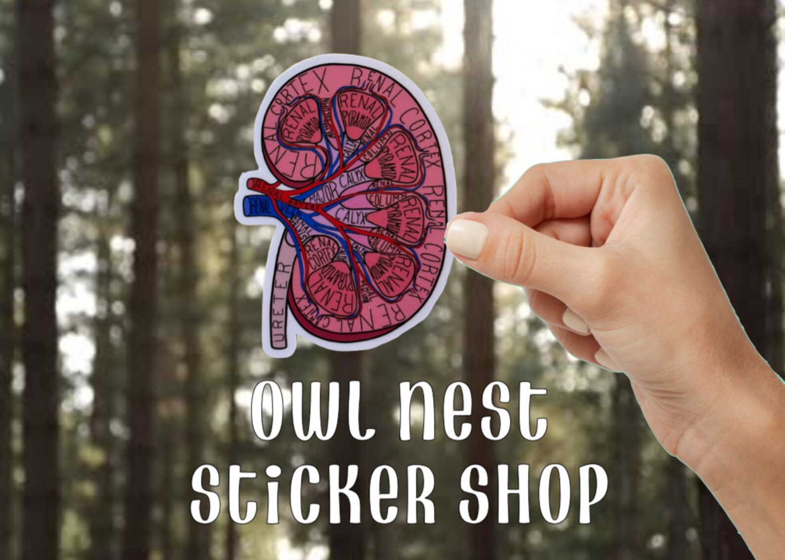 Kidney Sticker Kidney Decal Kidney Anatomy Sticker Anatomy Etsy