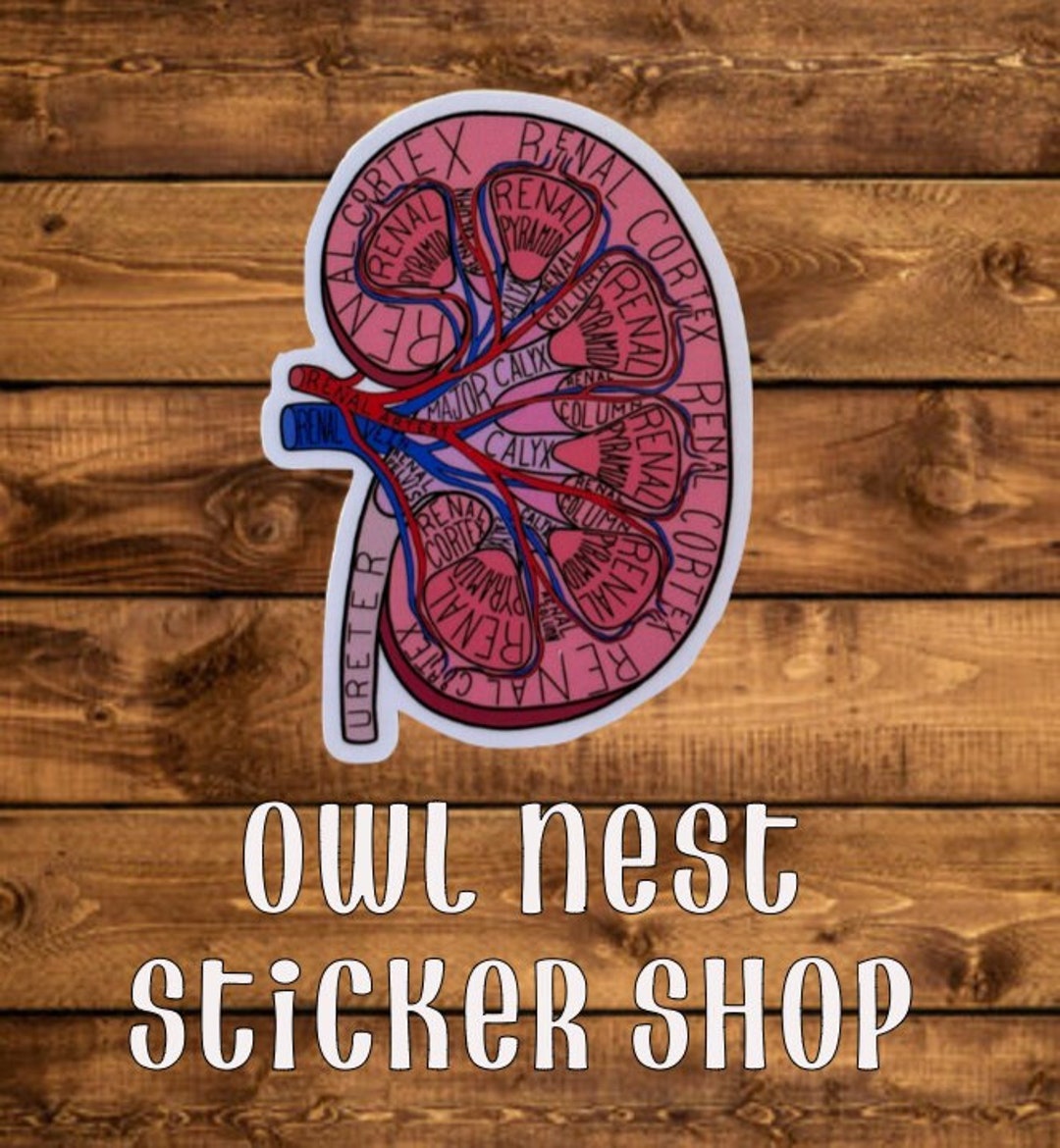 Kidney Sticker Kidney Decal Kidney Anatomy Sticker Anatomy Etsy