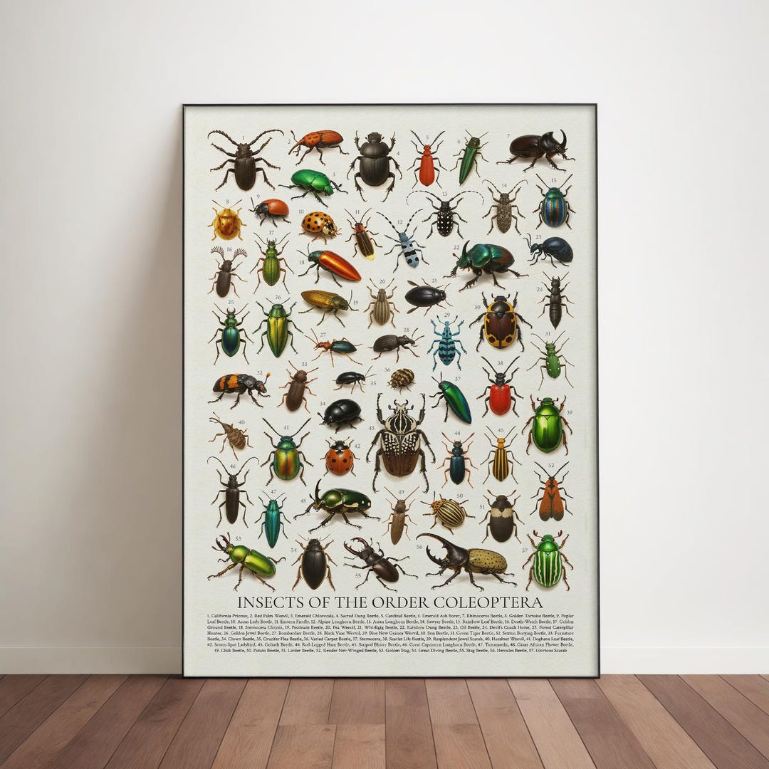 First Insect Order Insects of the Order Coleoptera Poster: Retro Beetle Identification ...