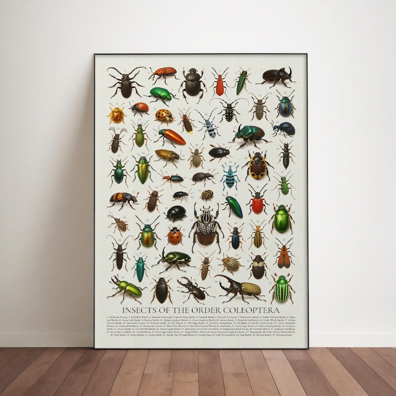 Insects of the Order Coleoptera Poster: Retro Beetle Identification ...