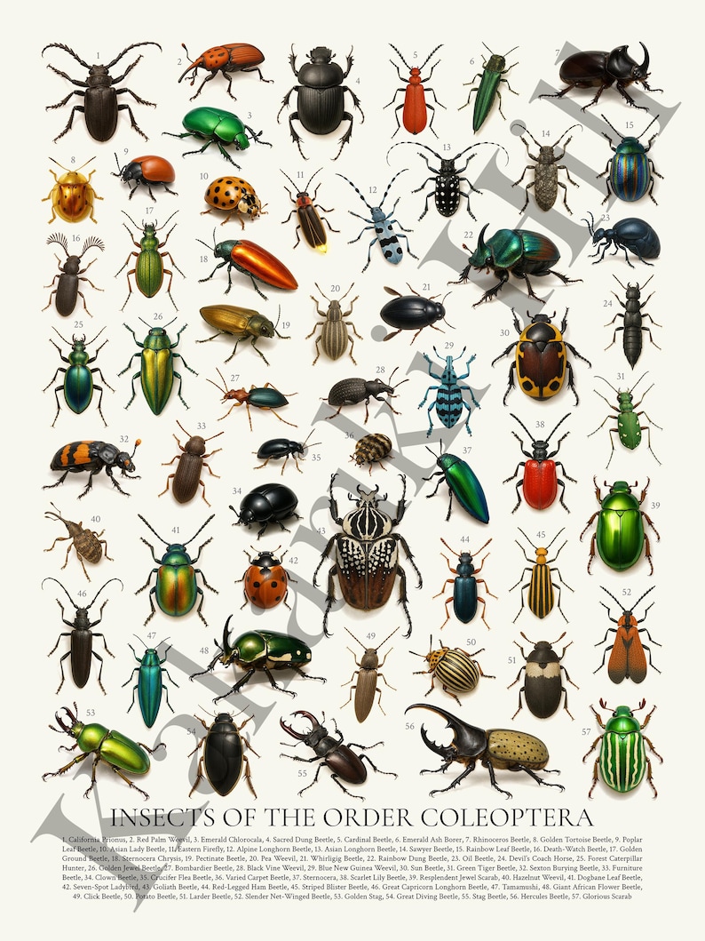 Coleoptera Order Insects Insects of the Order Coleoptera Poster: Retro Beetle Identification ...