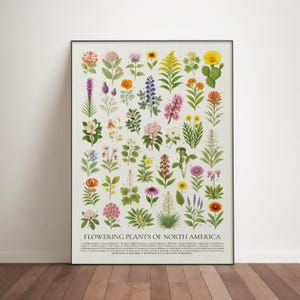 May include: A framed print displaying "Flowering Plants of North America." The artwork showcases detailed illustrations of diverse North American wildflowers, each identified with a number. The flowers are rendered in vivid colours on a cream-coloured backdrop.