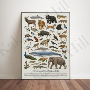 Djur från Bangladesh Poster: Pedagogiskt identifieringsdiagram för vilda djur
