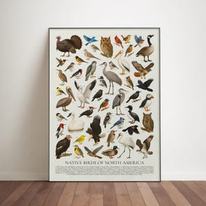 Birds of North America Poster: Retro Ornithology Identification Chart