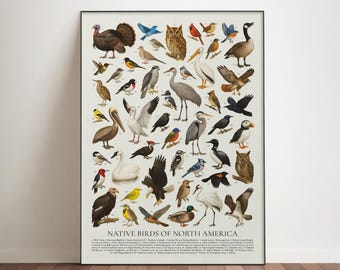 Poster Birds of North America: retro identificatiekaart ornithologie