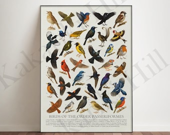 Op de afbeelding: Een verticale poster getiteld Birds of the Order Passeriformes met een raster van vierendertig genummerde illustraties van diverse vogelsoorten in uiteenlopende kleuren zoals blauw, geel, rood, bruin en zwart, met een legenda onderaan.