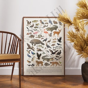 May include: A rectangular wall poster titled ANIMALS OF THE FLORIDA EVERGLADES featuring a detailed collection of various wildlife illustrations including birds, mammals, reptiles, and fish arranged on a cream background with descriptive text below.
