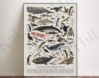 May include: A vertical educational poster titled Animals of Antarctica featuring detailed illustrations of various marine life, including whales, seals, penguins, and seabirds, arranged on a light background with a numbered key at the bottom.
