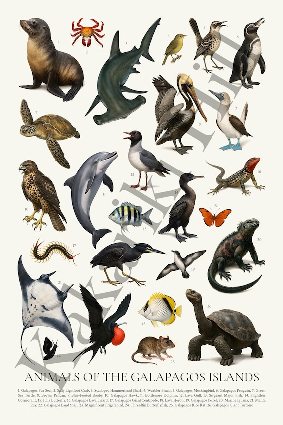ガラパゴス諸島の動物たち：レトロな動物イラストチャート - Etsy 日本
