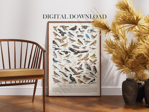 Native Birds of California Poster Digital Download: Retro Style