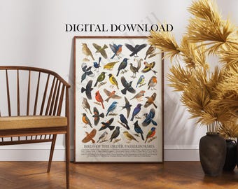 Op de afbeelding: Een rechthoekige wandposter met de titel BIRDS OF THE ORDER PASSERIFORMES met een gedetailleerd raster van diverse kleurrijke vogelillustraties met genummerde labels en tekst onderaan, in een bruine houten lijst.