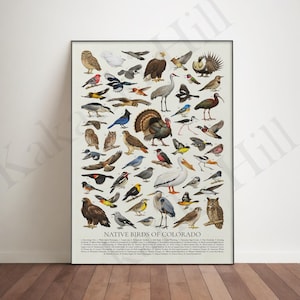 May include: A vertical poster titled Native Birds of Colorado featuring a detailed collection of various bird species illustrated in color. The print displays numerous birds in different poses, arranged across a light background with a numbered list.