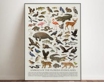 Animals of the Florida Everglades Poster: Educational Animal Identification Chart
