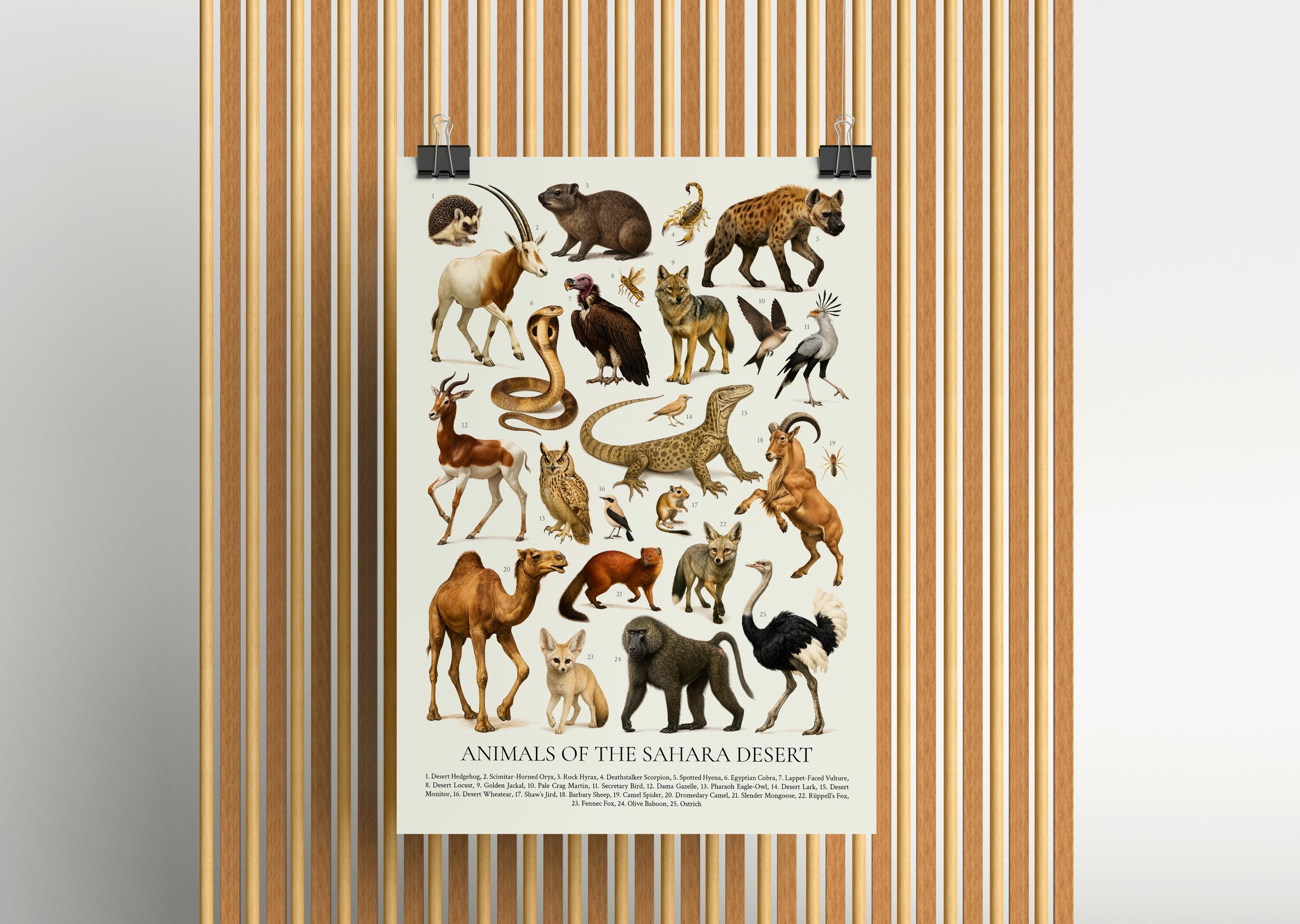 Sahara Desert Animals Poster: Retro Educational Print - Etsy