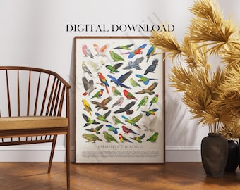 Puede incluir: Un póster de pared rectangular titulado Parrots of the World que presenta numerosas ilustraciones coloridas de varias especies de loros en vuelo y posados, con una leyenda numerada en la parte inferior y el texto DIGITAL DOWNLOAD arriba.