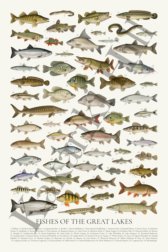 Fishes of the Great Lakes: Retro Style Animal Identification Chart