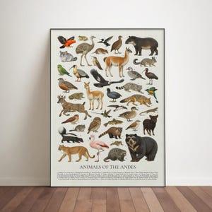 May include: A framed poster titled "Animals of the Andes" featuring illustrations of various animals native to the Andes Mountains. The poster includes a diverse range of species, from birds and mammals to reptiles, all depicted in a vintage style.