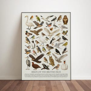Aves de las Islas Británicas: Cuadro ilustrativo retro de la fauna del Reino Unido