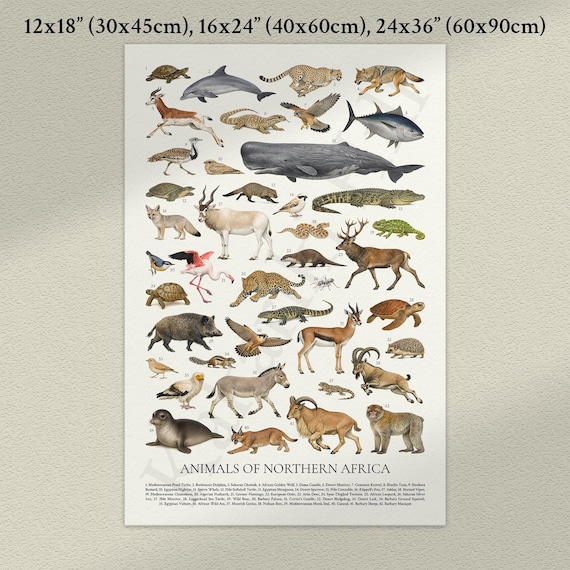 Animals of Northern Africa Poster Digital Download: Retro