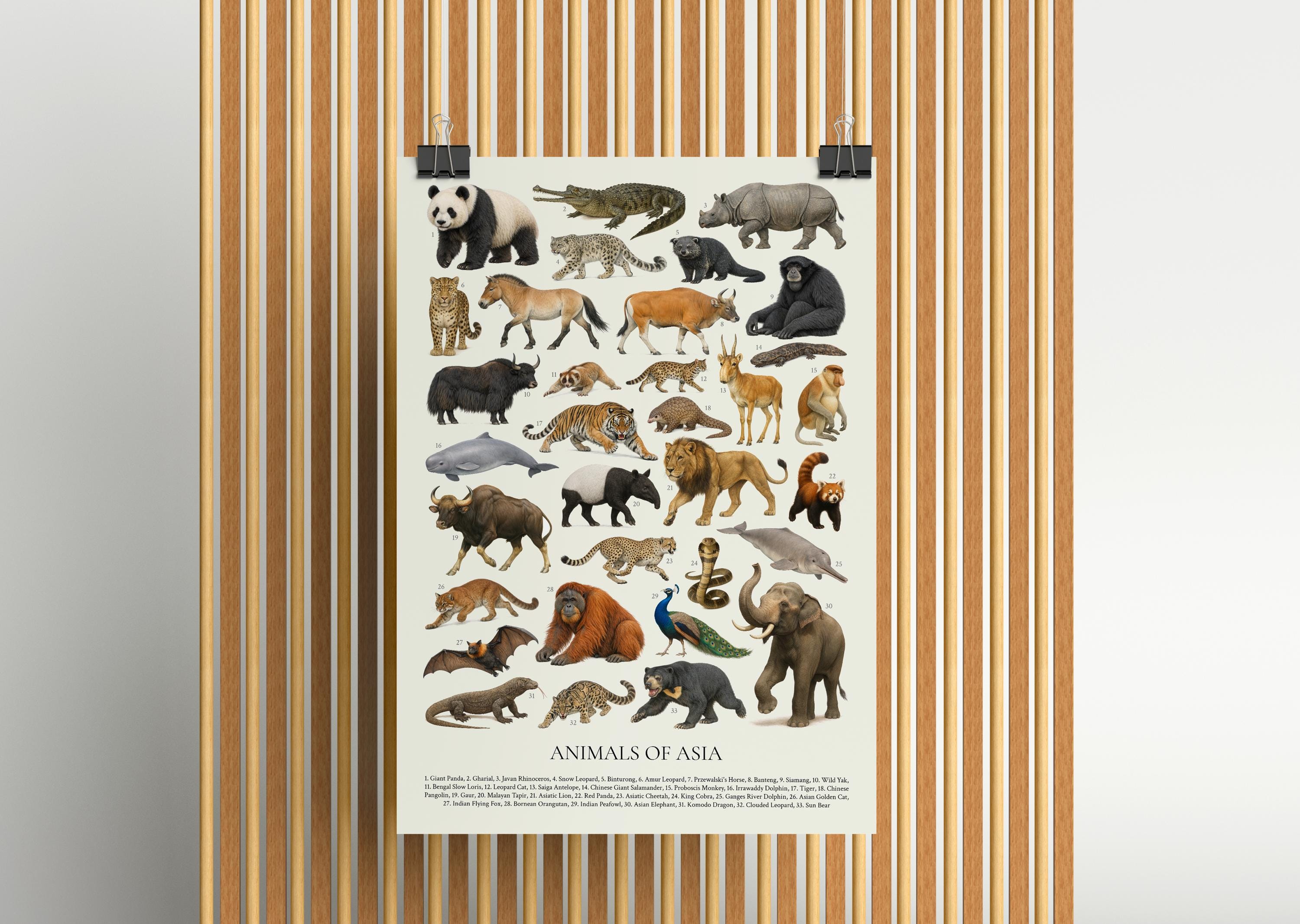 アジアの動物たち：レトロな動物識別チャート - Etsy 日本