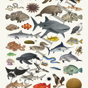 Op de afbeelding: Een ge&iuml;llustreerde poster met verschillende zeedieren van het Great Barrier Reef. Het bevat haaien, vissen, zeeschildpadden en andere zeedieren. De titel "ANIMALS OF THE GREAT BARRIER REEF" staat onderaan.