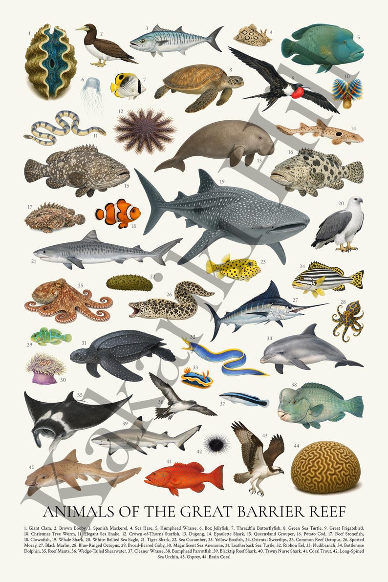 Op de afbeelding: Een ge&iuml;llustreerde poster met verschillende zeedieren van het Great Barrier Reef. Het bevat haaien, vissen, zeeschildpadden en andere zeedieren. De titel "ANIMALS OF THE GREAT BARRIER REEF" staat onderaan.