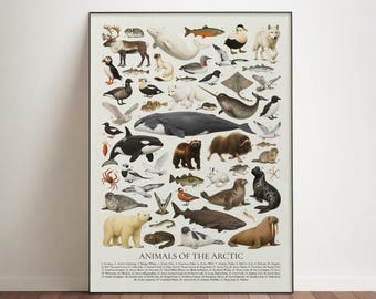 Animals of the Arctic Poster: Retro Polar Identification Chart