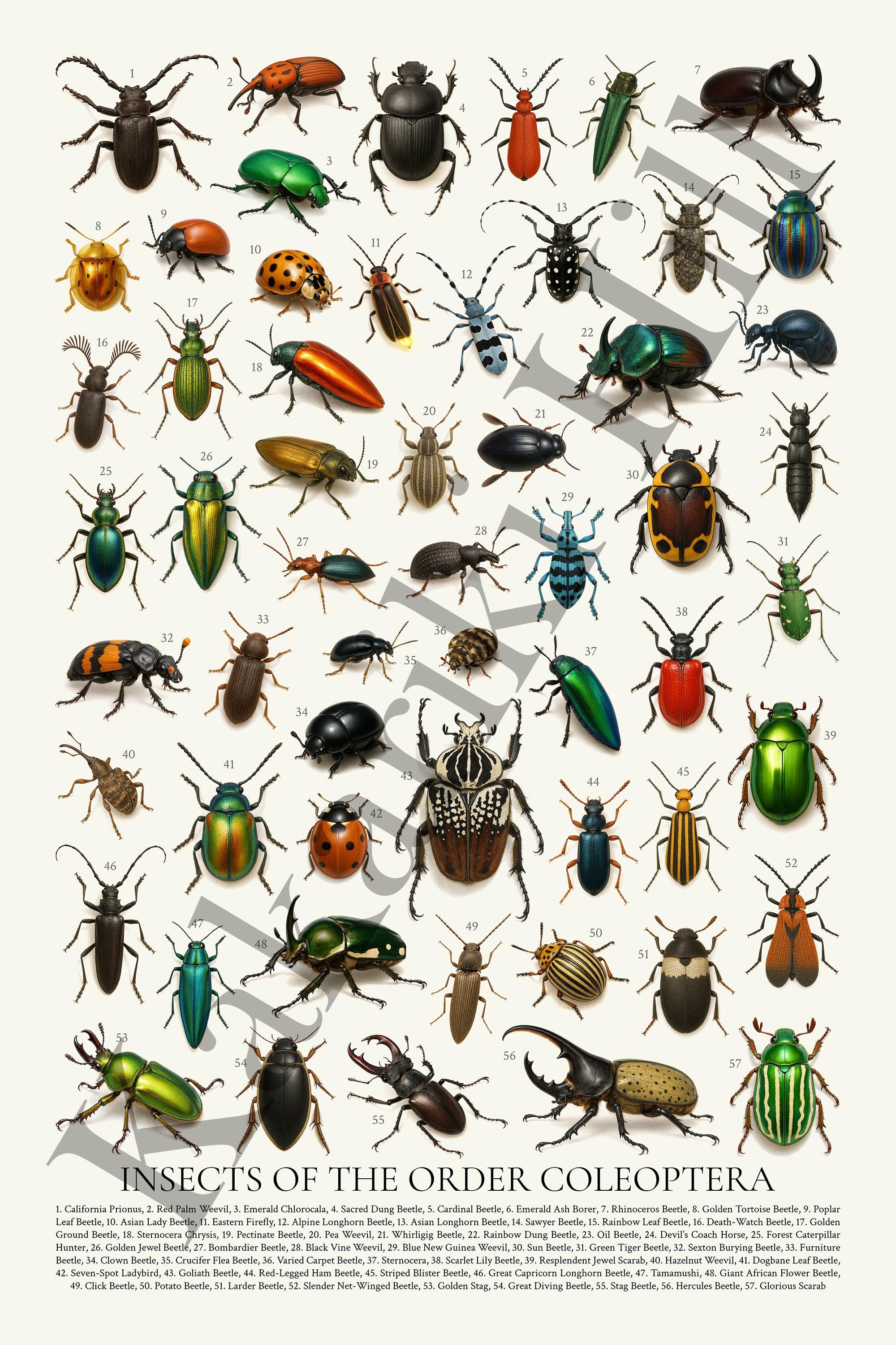 Insects of the Order Coleoptera Poster: Retro Beetle Identification ...