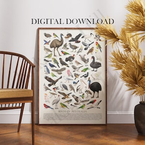Può includere: Un poster da parete rettangolare intitolato Birds of Australia che presenta una collezione dettagliata di varie specie di uccelli in colori naturali, con il testo DIGITAL DOWNLOAD in alto e un elenco numerato in basso.