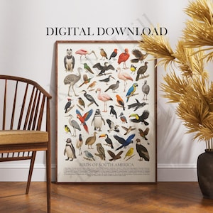 Puede incluir: Un póster de pared rectangular titulado BIRDS OF SOUTH AMERICA que presenta una cuadrícula de varias ilustraciones de aves en múltiples colores, incluyendo un flamenco, un tucán y un guacamayo, con una lista de especies en la parte inferior.
