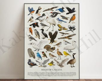 Birds of Canada-poster: educatieve kaart met dieren in het wild