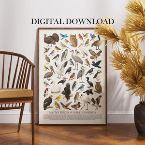 Birds of North America Poster Digital Download: Retro Wildlife Illustration Chart