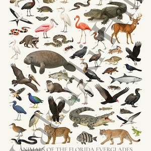 May include: A white educational poster titled ANIMALS OF THE FLORIDA EVERGLADES featuring fifty-eight numbered illustrations of wildlife including birds, reptiles, mammals, and fish, with a corresponding index list at the bottom of the page.